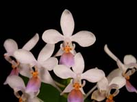 Phal equestris coerulea